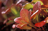 Punastunut - Blushing Leaves