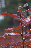 Jännitystä pinnassa - Tension on Leaves