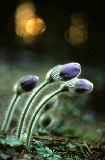 	Risteymä - Anemone patens x vernalis 	