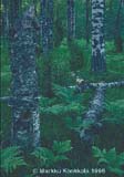 	Pökkelökoivikko - Old Birches	