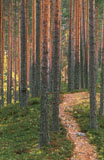 	Joutsniemen polku - Trail	