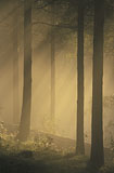 Aamun Harjulla - Morning Mood